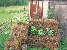 straw bale gardening may be the
