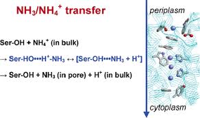 Protonation States Of Ammonia Ammonium