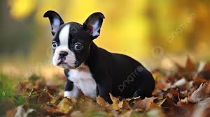 boston terrier background images hd