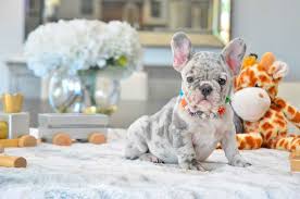 My name is homer the akc blue fawn merle french bulldog. French Bulldog Puppies Breeder Poetic French Bulldogs