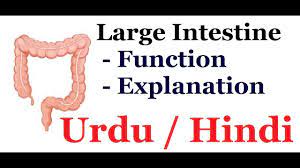large intestine urdu hindi
