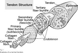 The achilles tendon is also called the calcaneal tendon. Pdf Tendon Injury And Tendinopathy Healing And Repair Semantic Scholar