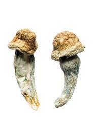 Penis Envy XL Magic Mushrooms, Psilocybe cubensis, #1 Best
