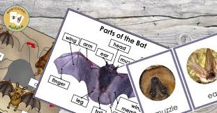 bat life cycle and parts of the bat