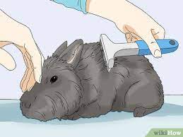 How To Care For Lionhead Rabbits 13