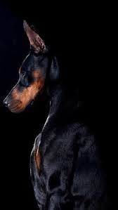 big man black canine doberman dog