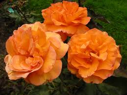 Resultado de imagem para fotos flore laranja