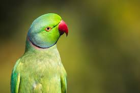 green parrot images browse 283 164