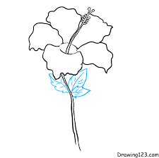 hibiscus drawing tutorial how to draw