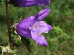 Campanula trachelium - Wikipedia