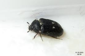 black carpet beetles atenus