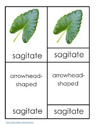 leaves shapes botany 3 part cards free