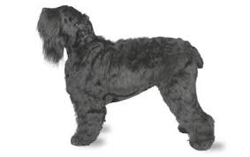 Black Russian Terrier Dog Breed Information Pictures