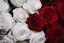 white and red roses bouquet free