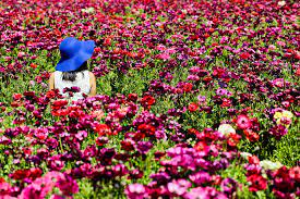 11 Beautiful California Flower Fields