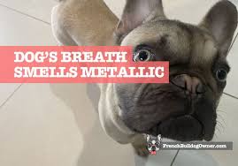 dog s breath smells metallic iron