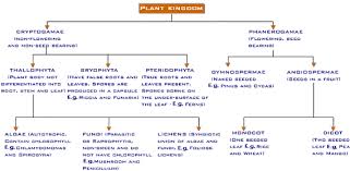 Flow Chart Of Classification Of Plants Whittakers Five