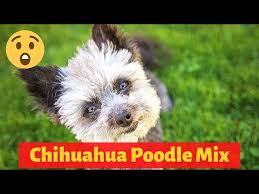 chihuahua poodle mix