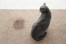 carpet remove cat urine smell