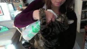 Spraying cat with water meme. Cat Likes Spray Bottle Water Senor Gif Pronounced Gif Or Jif