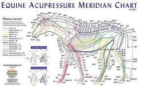 Equine Meridian Chart Chart Rolled Horse Anatomy Horse