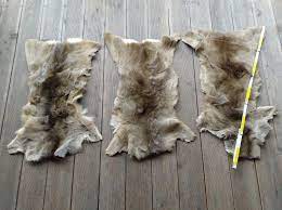 set of 3 roe deer skin hide pelt fur