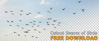 cutout swarm birds flying png with