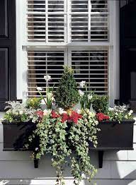 plant and care for a winter window box