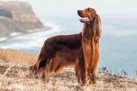 hair loss in dogs causes treatments
