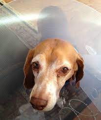 care for dogs after spaying surgery