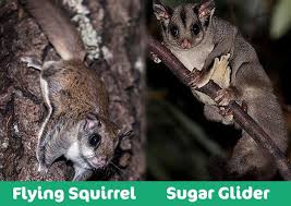 When they land on the tree, they climb as high as possible to prepare themselves for another. Flying Squirrel Vs Sugar Glider Which Pet Should You Choose With Pictures Pet Keen