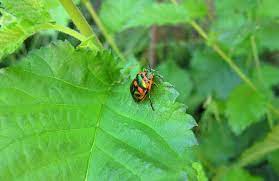 organic home remes for garden pests