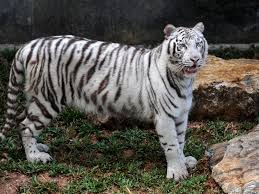 Find over 100+ of the best free white tiger images. Rare White Tiger Akere Cincinati Zoo S Favorite Animal Dies After Long Bout With Cancer Arthritis And Kidney Failure