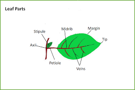 Midrib is observed in which part of the leaf aLeaf class 11 biology CBSE