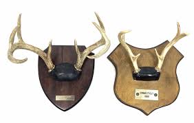Deer Antler Wall Mount Taxidermy Plaques
