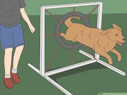 how to build a dog agility course 12