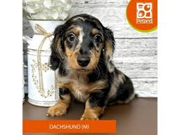 dachshund small silver dapple id