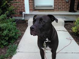 At times we may only have a few staffordshire bull terrier available so we do hope you check back soon to find and locate your new furry best friend! Are American Staffordshire Terrier Lab Mixes Good Pets Pethelpful By Fellow Animal Lovers And Experts