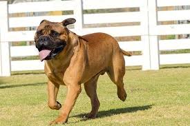 Bullmastiff Fun Facts And Crate Size Pet Crates Direct
