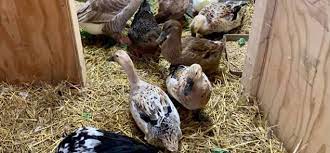 How To Keep Duck Bedding Dry