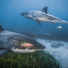 great white sharks into new waters ...