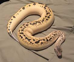 my coastal carpet python and ivory
