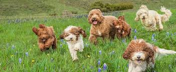 breeder of quality labradoodles puppies