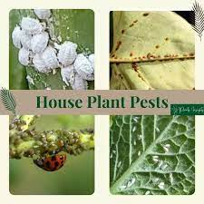 Common Houseplant Pests Remedies