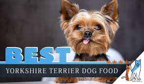 6 Best Yorkshire Terrier Yorkies Dog Foods Top Puppy