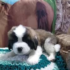 The large, beautiful, heavy saint bernard head nestled in one's lap is thought to be pure joy! Ryan Saint Bernard Puppy For Sale In Illinois