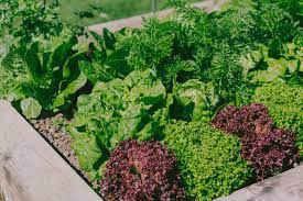 a beginner s guide to vegetable gardening