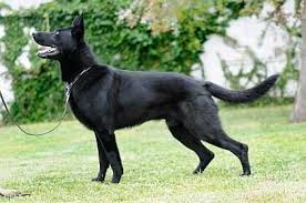 The gsd sheds heavily the long haired german shepherd dog comes in a variety of colors like black and tan, sable, bicolor, black, white. Black German Shepherd Cynology Hub Mygsdorg