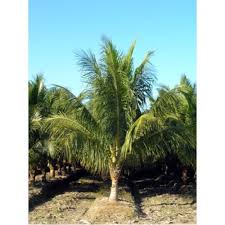 coconut palms cocos nucifera 18 20