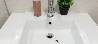cockroaches in your sink and drains